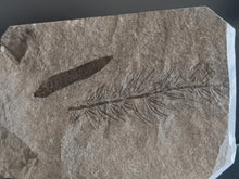 画像をギャラリービューアに読み込む, Asterophyllites + cône Calamostachys
