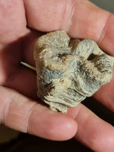 画像をギャラリービューアに読み込む, Techosmilia trichotoma
