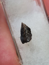 Lade das Bild in den Galerie-Viewer, Graine fossile Taxodium dischitum
