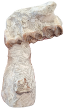 Charger l'image dans la galerie, Maxillaire de Paleotherium
