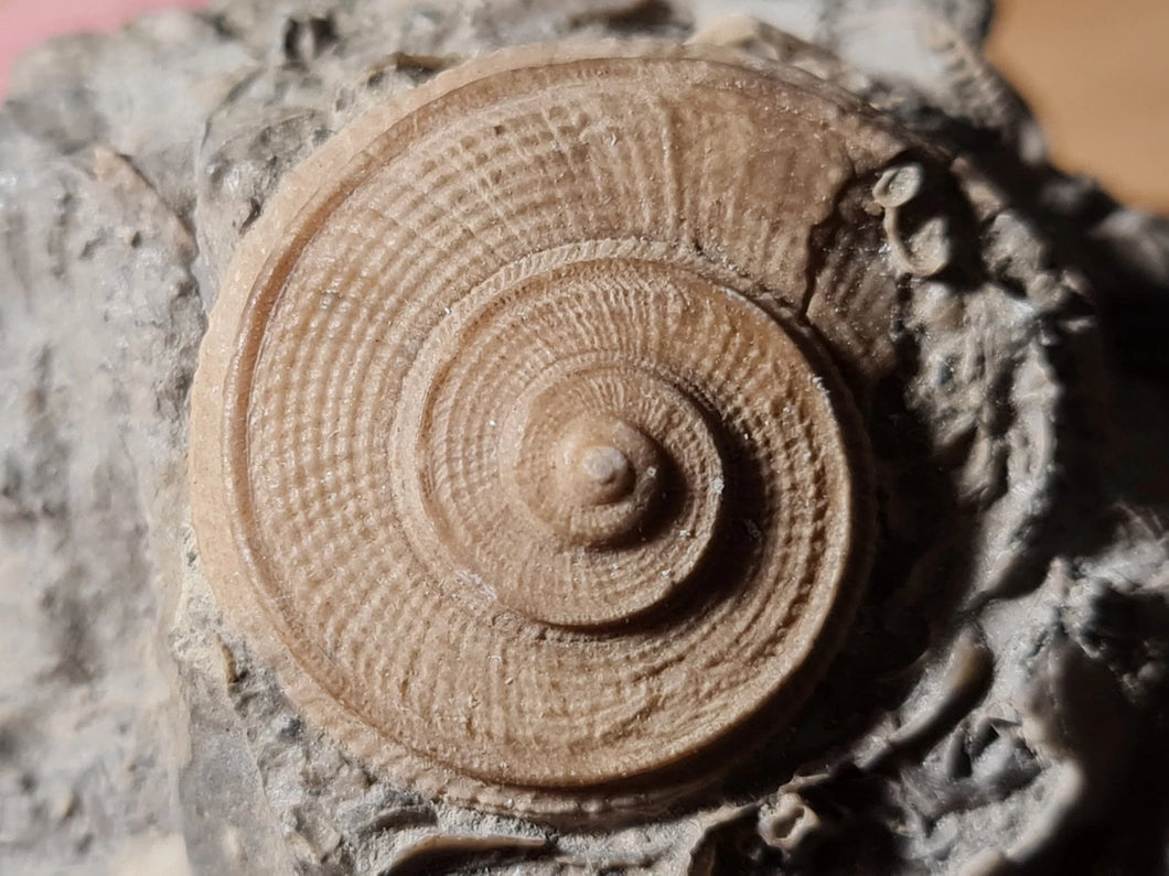 Obernella