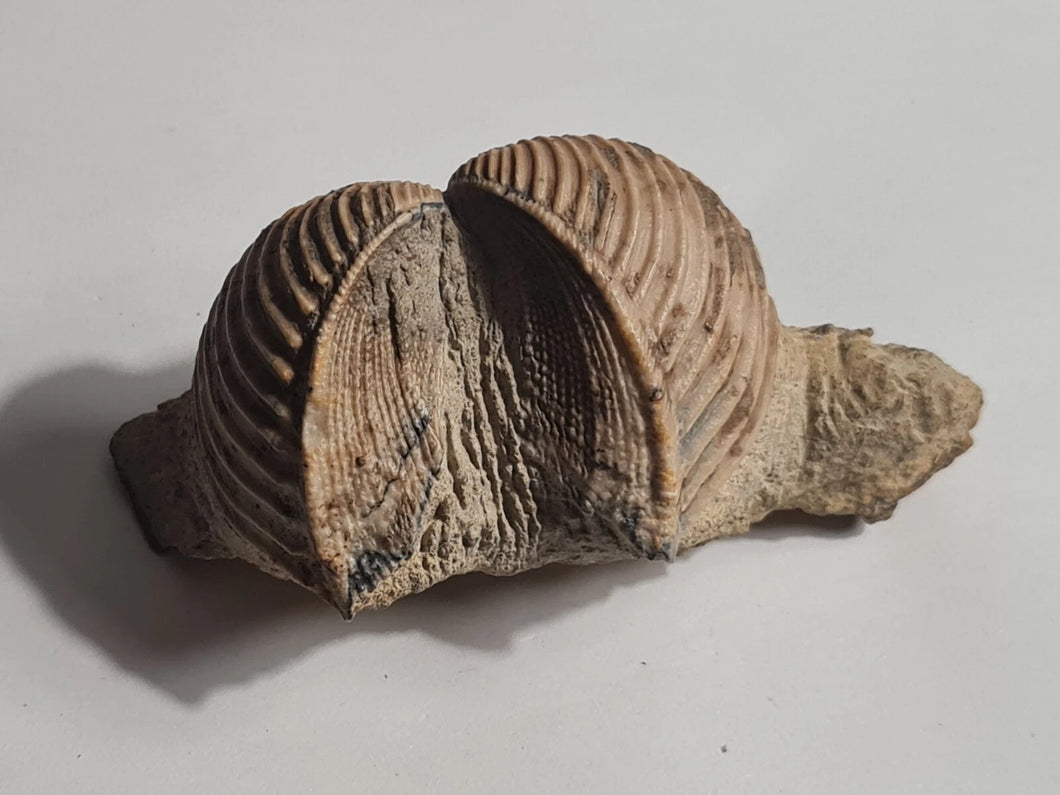 Trigonia costata