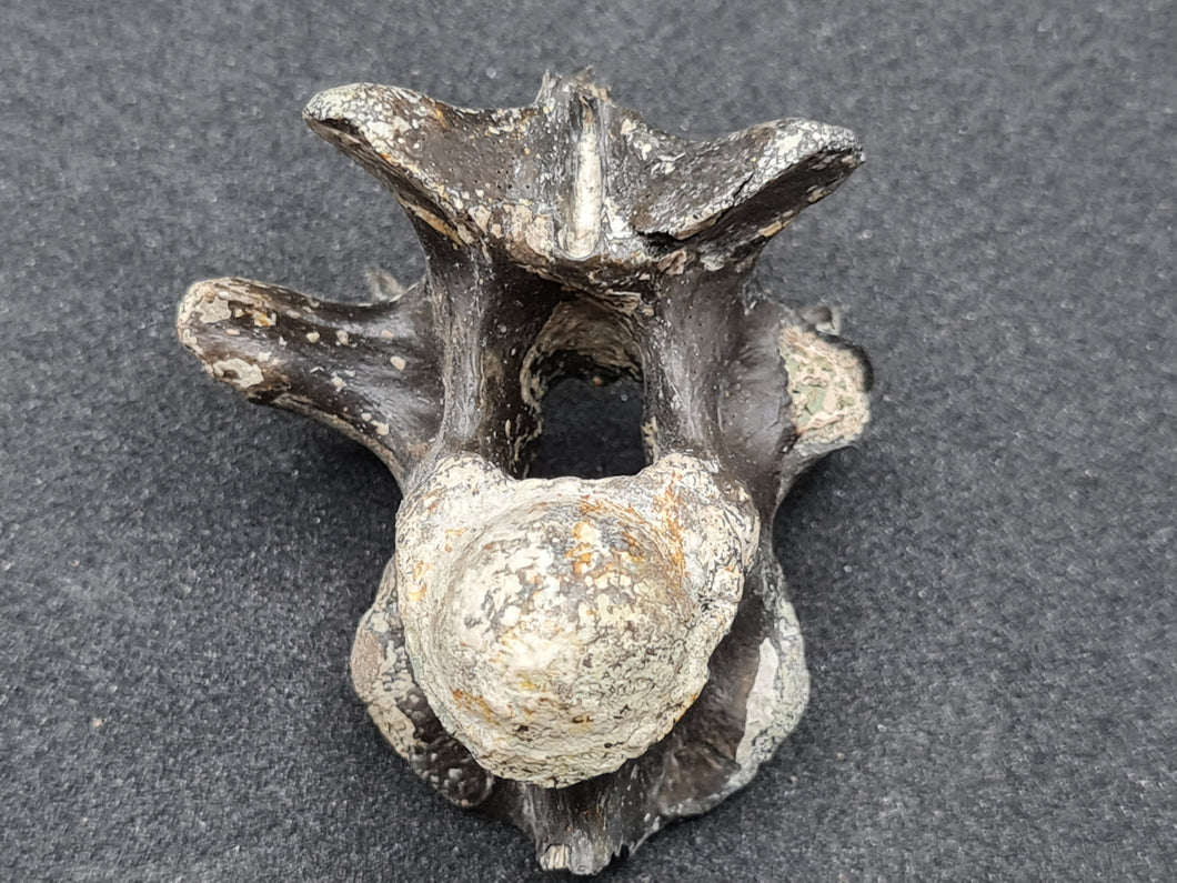 Vertebre de crocodile miocene